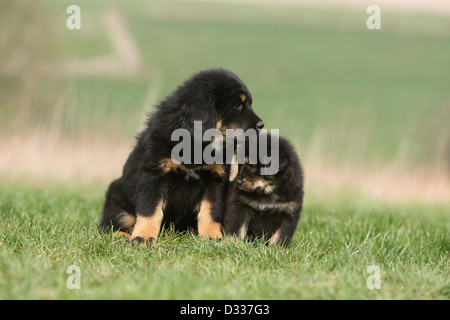 Cane Mastino tibetano / do-khyi / Tibetdogge cuccioli di due diverse dimensioni seduti in un prato Foto Stock