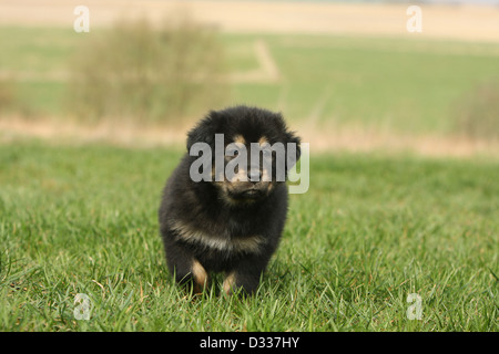 Cane Mastino tibetano / do-khyi / Tibetdogge cucciolo in piedi in un prato Foto Stock