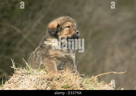 Cane Mastino tibetano / do-khyi / Tibetdogge cucciolo seduto sulla paglia Foto Stock