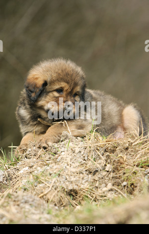 Cane Mastino tibetano / do-khyi / Tibetdogge cucciolo sdraiato sulla paglia Foto Stock