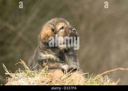 Cane Mastino tibetano / do-khyi / Tibetdogge cucciolo sdraiato sulla paglia Foto Stock