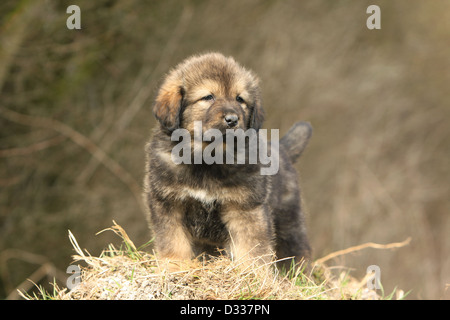 Cane Mastino tibetano / do-khyi / Tibetdogge cucciolo permanente sulla paglia Foto Stock