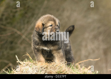 Cane Mastino tibetano / do-khyi / Tibetdogge cucciolo in piedi nella paglia Foto Stock