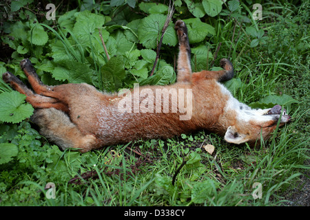 Un morto rosso europeo volpe (Vulpes vulpes vulpes crucigera) recante dal lato di una strada di campagna, ucciso da un'auto. Foto Stock