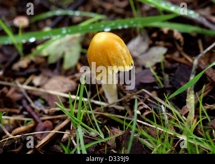 Giallo Fieldcap, Bolbitius titubans (Syn. B. vitellinus), Bolbitiaceae. Foto Stock