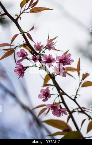 Fiore di Ciliegio con sfondo incantevole colore rosa , khunchangkain Foto Stock