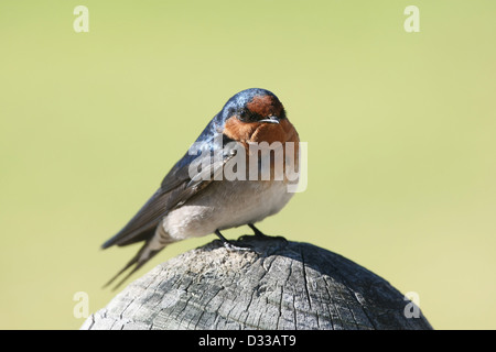 (Lago d'ingresso, Australia---11 Aprile 2012) un benvenuto Swallow ( Hirundo neoxena ) arroccato su un post. Foto Stock