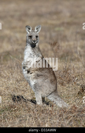 Un orientale canguro grigio (Macropus giganteus) graffiare Foto Stock