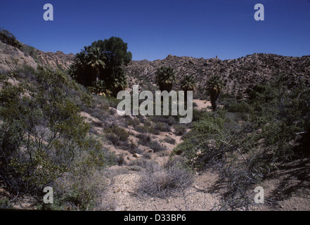 Pioppi neri americani oasi a molla, Joshua Tree National Monument, CALIFORNIA, STATI UNITI D'AMERICA Foto Stock