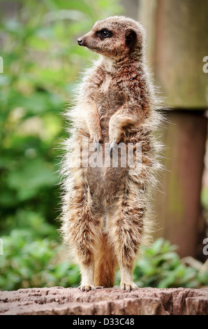 Un meerkat in piedi fino a Paignton Zoo NEL REGNO UNITO Foto Stock