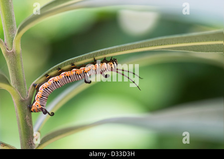 Euploea Core. Il corvo comune butterfly caterpillar nella campagna indiana Foto Stock