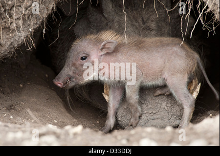 Warthog (Phacochoerus africanus) con baby, il Masai Mara riserva nazionale, Kenya Foto Stock