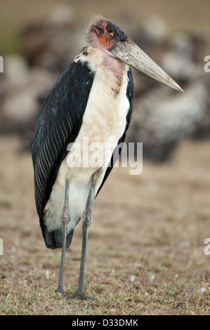 Marabou Stork, Leptoptilos crumeniferus, il Masai Mara riserva nazionale, Kenya Foto Stock