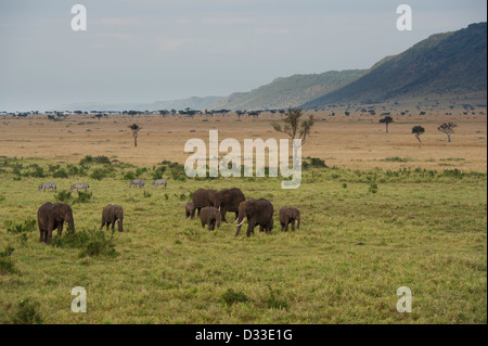 Elefante africano (Loxodonta africana africana) visto da una mongolfiera, il Masai Mara riserva nazionale, Kenya Foto Stock