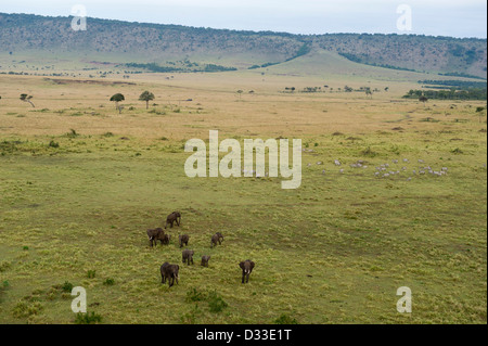 Elefante africano (Loxodonta africana africana) visto da una mongolfiera, il Masai Mara riserva nazionale, Kenya Foto Stock