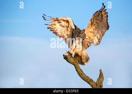 Gufo di Aquila Foto Stock