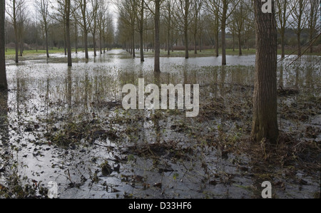 Salix alba Caerulea, cricket bat gli alberi di salice in acqua di inondazione sul fiume Deben golena zona umida, Campsea Ashe, Suffolk, Inghilterra Foto Stock