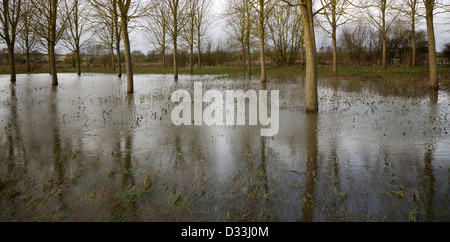 Salix alba Caerulea, cricket bat gli alberi di salice in acqua di inondazione sul fiume Deben golena zona umida, Campsea Ashe, Suffolk, Inghilterra Foto Stock