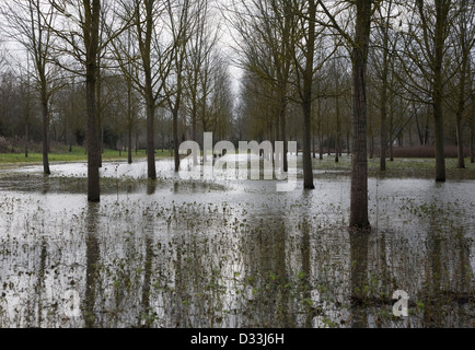 Salix alba Caerulea, cricket bat gli alberi di salice in acqua di inondazione sul fiume Deben golena zona umida, Campsea Ashe, Suffolk, Inghilterra Foto Stock