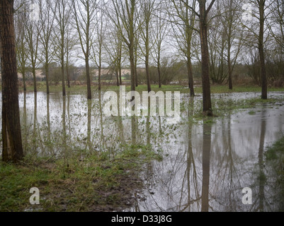 Salix alba Caerulea, cricket bat gli alberi di salice in acqua di inondazione sul fiume Deben golena zona umida, Campsea Ashe, Suffolk, Inghilterra Foto Stock