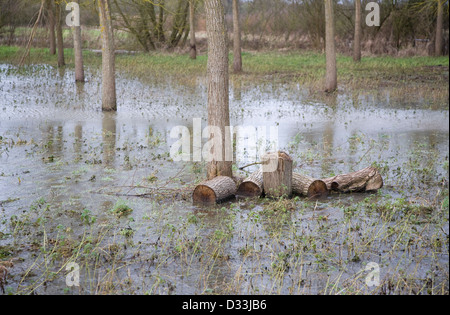 Salix alba Caerulea, cricket bat gli alberi di salice in acqua di inondazione sul fiume Deben golena zona umida, Campsea Ashe, Suffolk, Inghilterra Foto Stock