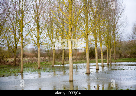 Salix alba Caerulea, cricket bat gli alberi di salice in acqua di inondazione sul fiume Deben golena zona umida, Campsea Ashe, Suffolk, Inghilterra Foto Stock