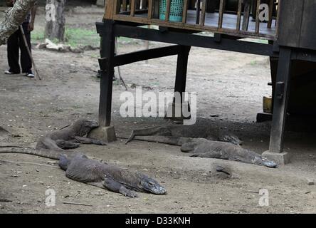 Febbraio 8, 2013 - Flores, Indonesia - Febbraio 08, 2013 - isola di Rinca, Flores, Indonesia ; Foto non datata - un colombe (centro) sono state alimentando vicino il drago di Komodo (Varanus komodoensis) nell isola di Rinca, Parco Nazionale di Komodo, Flores, Indonesia. I draghi di Komodo hunt e imboscate rapaci compresi gli invertebrati, uccelli e mammiferi. Il loro comportamento di gruppo in caccia è.eccezionali nel mondo del rettile. La dieta di grandi draghi di Komodo.consiste principalmente di cervi, pur mangiare anche notevoli quantità di.carrion. I draghi di Komodo occasionalmente anche attaccare l uomo nella zona di.West Manggarai Regency dove vivono Foto Stock