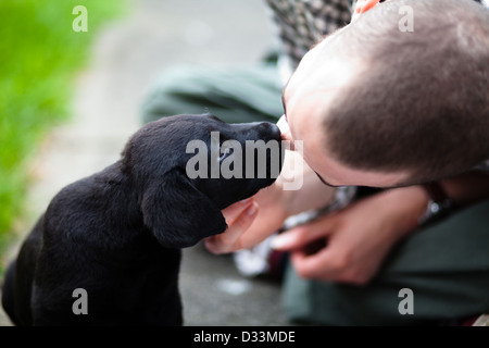 Nero Labrador retriever cucciolo leccare mans naso Foto Stock