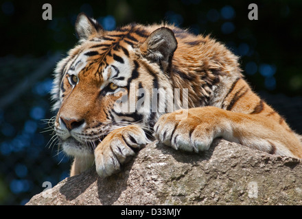 Tigre di Amur/tigre siberiana (panthera tigris altaica) Foto Stock