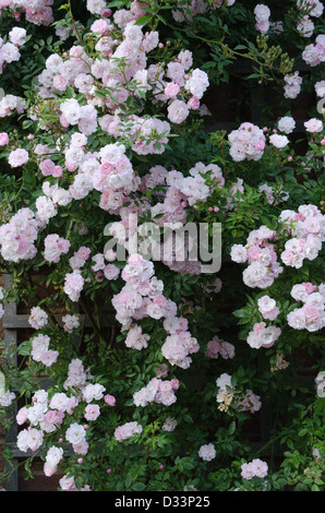 Climbing patio rose 'Little Rambler' Foto Stock