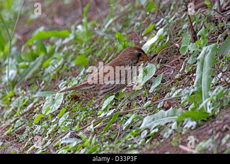 Spesso tessitore fatturati in Sud Africa Foto Stock