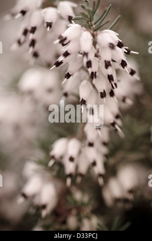 Close up di ripresa macro di fiori di colore rosa pallido in giardino natura piante naturali della vita vegetale leggera profondità di campo Foto Stock