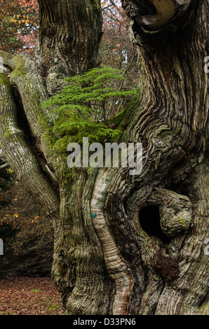 Un albero di pino che cresce in un vecchio albero di castagno Foto Stock