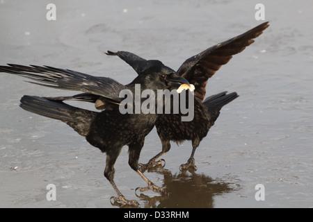 Chiudere dettagliate fino a due black carrion crows (Corvus Corone) cavorting sul ghiaccio Foto Stock