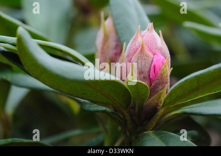 Rhododendron bud partendo per aprire quasi alla fine della stagione invernale in Scozia. Foto Stock