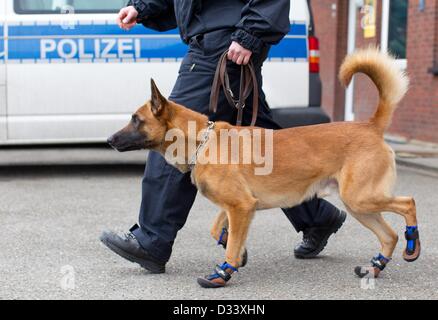 Cane di polizia Rooney indossa protezioni della zampa presso la polizia federale a Osnabrück, Germania, 08 febbraio 2013. Tutti i cani della polizia unità cane indossare le protezioni della zampa durante le operazioni di polizia. Foto: FRISO GENTSCH Foto Stock