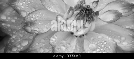 Dahlia (Mikayla Miranda) close up. Oregon Foto Stock