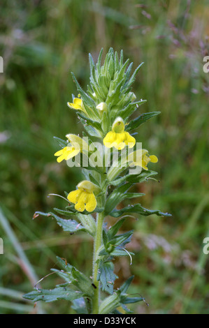 Giallo / bartsia glandweed (Parentucellia viscosa : Scrophulariaceae), Regno Unito Foto Stock