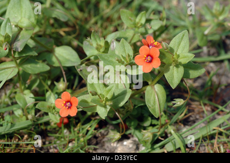 Scarlet Pimpernel ( Anagallis arvense: Primulaceae), Regno Unito Foto Stock