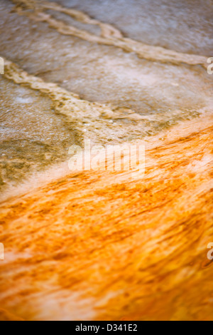 Dettaglio di un geo-area termale nel parco nazionale di Yellowstone, Wyoming USA Foto Stock