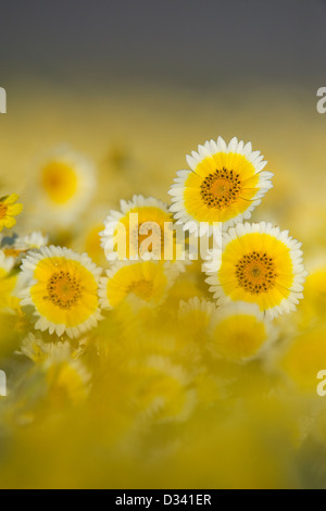 Tidy-Tips (Layia platyglossa) (Asteraceae) Carrizo Plain monumento nazionale, California aprile Foto Stock