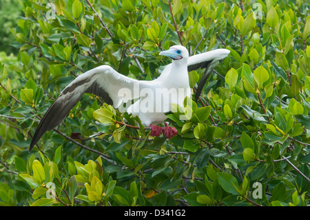 Rosso-footed Booby (Sula sula websteri) Fase di bianco, genovesa o 'torre' isola, Galapagos Foto Stock