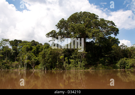 Un lupuna (ceiba pentandra), rain forest albero gigante, sul rio galvez, Perù amazzonico Foto Stock