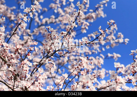 Fiore di Ciliegio contro un luminoso cielo blu Foto Stock