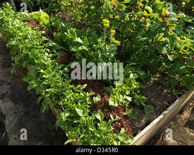 Letto sollevata con le lattughe e spinaci, bietole e pastinache nel giardino Surrey in Inghilterra Foto Stock