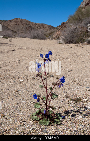 Canterbury Bells Phacelia campanularia Joshua Tree National Park California USA Foto Stock