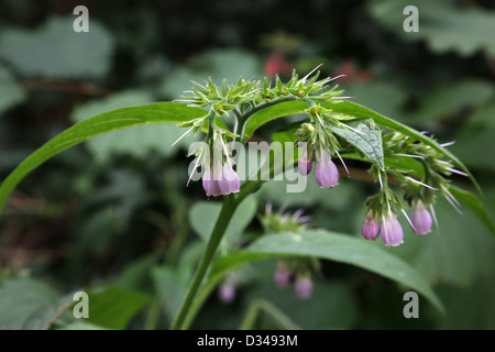 Comfrey erba che cresce in giardino Inghilterra Foto Stock