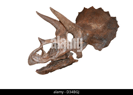 Ossa di dinosauro con cranio Foto Stock