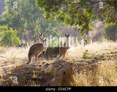 Un certo numero di canguri nel sole al mattino Foto Stock