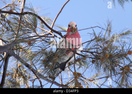 Alimentazione Galah sul seme nativo (Eolophus Roseicapilla) Foto Stock